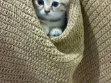 Scottishfold